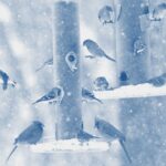 A group of birds gathered on multiple tube-style feeders during falling snow.