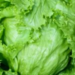 Close-up of a head of green lettuce with crisp, layered leaves.