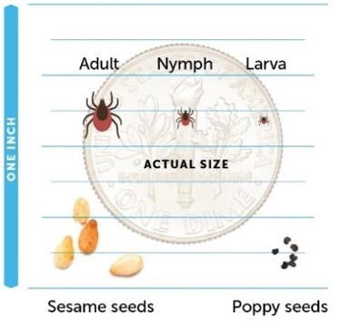 Illustration comparing tick life stages—adult, nymph, and larva—shown at actual size against a coin, with sesame seeds and poppy seeds included for scale.